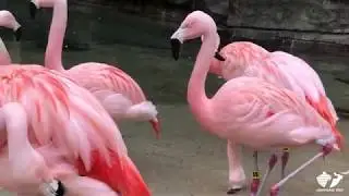 Zoo Insider - Flamingos Migration