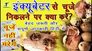 चूजों की ब्रूडिंग कैसे करें ||winter brooding management||What is the brooding temperature? in Hindi