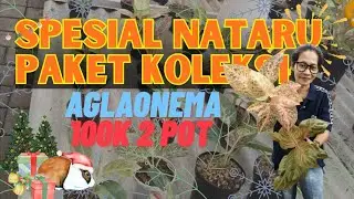 DISINI AGLAONEMA PAKETAN WARNA TERBAIK STOK SELALU JUMBO SPESIAL NATARU 