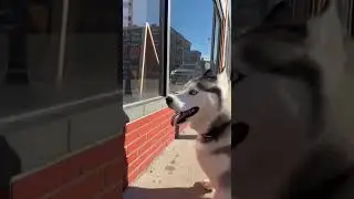 @Gentle_Paws_And_Whiskers Fat husky wants pizza! #aivideo #animals #dogs #funny #youtubeshorts