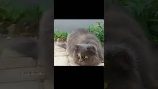 Target acquired 🐾🔍 Watch the wiggle! #Hunterkitty #CatMode #CatVibes #TinyHunter #Felinefun