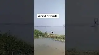 world of birds 🪿🦆🦩🐦 Bhigwan bird sanctuary #shortvideos