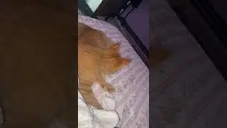 Oyen massage