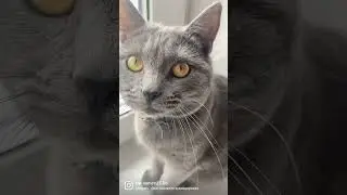 Танцы от Сёмы🐈&zwj;⬛ #котоновости #cat #funny #animal #сёма