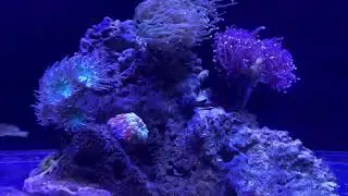AQU&Aacute;RIO NANO #126 | LUMIN&Aacute;RIAS 3D PROJETADO NO SHALLOW REEF