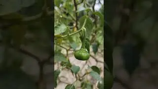 #mirchi #nature #naturelovers #naturephotography #marichat #mirchikisabji #marich #discovertheworld
