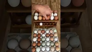 Egg fact #1. #summer #diy #homestead #hen #chicken #eggs #crazy #knowledge #know #facts #fact