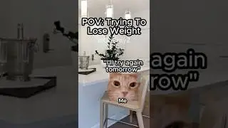CAT MEMES 🐱 TRYING TO LOSE WEIGHT #relatable #cat #funny #diet #shorts