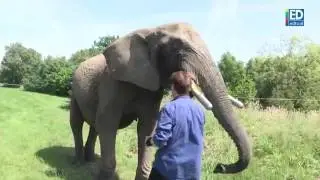 Olifant Buba ondanks kamervragen mee naar Eersel