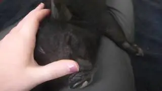 Micro mini pig Beans having some snuggle time