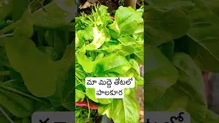 Lettuce harvest in our backyard garden #gardening #gardenideas #garden #terracegarden #rose #gard...