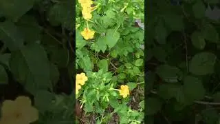 Beautiful Bignonia Amarilla