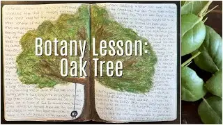 Botany Lesson | Evergreen Oak