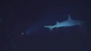saipan grotto shark dive 6