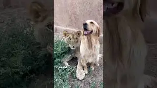The lion raised by a dog.#shorts #animals #lion #dog #rescue