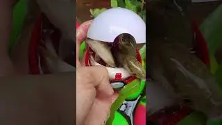 #pokemon #cutefish #colorfulfish