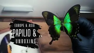 Butterflies from two different parts of the world (Asia vs Europe) UNBOXING - Butterfly collection