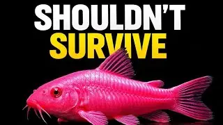 5 Aquarium Fish That Refuse to Die