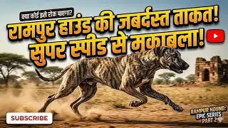 Rampur hound vlog  subscribe, like and comment. 
