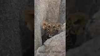 Удивительные детёныши леопарда😍их взросление завораживает 