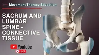 Fascial connections of the sacrum and lumbar spine