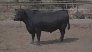 Lot 203 - VAR Influence 5407 -- Vintage Angus Ranch