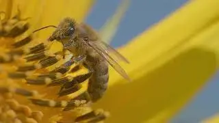 European honey bee on sunflower HDR