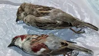 Endangered bird, Sparrow - short film by NILOY BISWAS