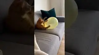 Pop Shock Triggers Cat Rampage 🐱⚡ #PetflixMoments #Petflix #Clickhype #cute #प्यारा #adorable