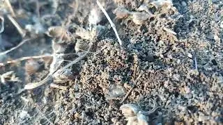 As long as they don't bite you... ( Solenopsis. richteri x Solenopsis Invicta). Tennessee
