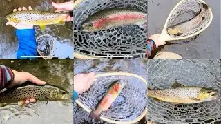 Fishing for BIG TROUT in New Jersey&rsquo;s Hidden Wilderness - You Won&rsquo;t Believe this is NJ! 