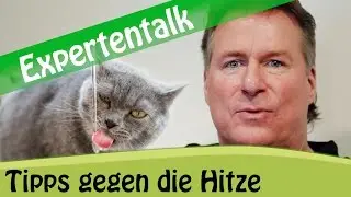 Tipps gegen die Hitze: Was Katzen an hei&szlig;en Tagen brauchen