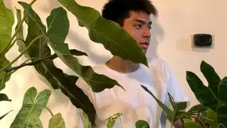 Philodendron Atabapoense matured form dupes like a Spiritus sancti - Unboxing video