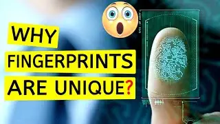 Why Does Every Person  Have Unique Fingerprints? | Why Fingerprint Are Unique | Fingerprint | WHY?