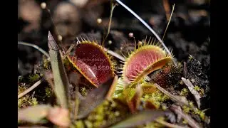 Insect-eating Venus flytraps found only in a tiny part of the southeast US
