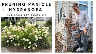 Pruning HYDRANGEA PANICULATA - Prune Hydrangea Correctly for more FLOWERS