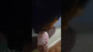 Dog eats raw chicken-frame and has the most amazing crunch sounds 🦴 #asmr #dogowner #raw #mukbang