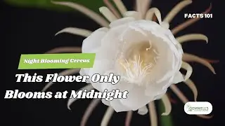 Night Blooming Cereus | The Mysterious Plant That Only Blooms at Midnight