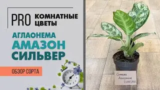 Аглаонема Амазон Сильвер - обзор сорта комнатного растения. Неприхотливое растение для дома и офиса.