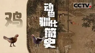 《动物驯化简史》鸡：是谁驯服了谁？鸡塑造了人的饮食文化 造就多种美味【CCTV纪录】