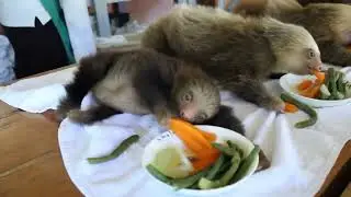 Sloth babies at a sanctuary in Costa Rica