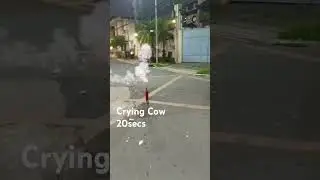 Crying Cow. #fireworks #firecrackers #dagupan #asta #manila #pyro
