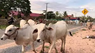 Bucows - Animals Come to home, and barn, cows, buffalo, pigs, dogs, rosters…. Cattle’s