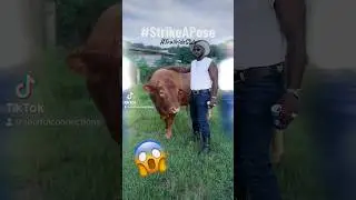 Strike a pose..No Bull🐂 #trailrideslide #trailride #newmusic #love #farmlife #bullvscowboy #dance