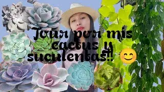 Tour por mi jardín de suculentas🙂