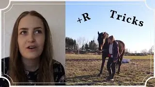 Horse Showing Off His Tricks (Clicker Trained)
