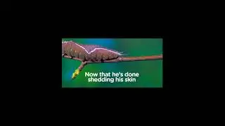 This caterpillar transform to a giant puss moth | Nature is magic |