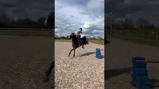 dressage horse jumps! #horse #horses #horseriding #pony #equestrian #dressage #horsegirl #horsey
