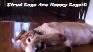 Dog Walking Services Cary NC -Dog Walker & Pet Sitter Cary NC-