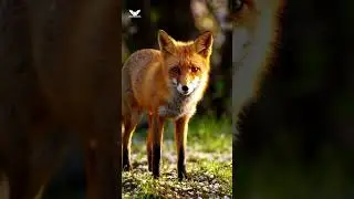 This Fox&rsquo;s Eyes Only Glow at Sunset 🌸🦊